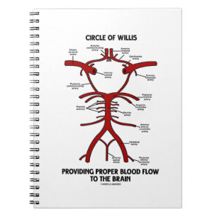 Carnet Circle of Willis Providing Proper Blood Flow