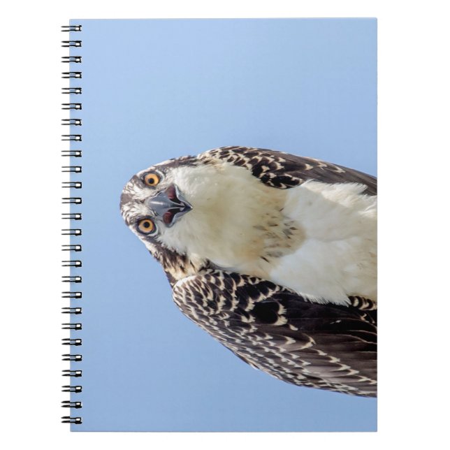 Carnet Closeup d'un balbuzard juvénile (Devant)