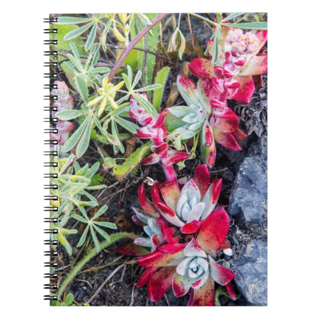Carnet Coast Dudleya à Point Reyes National Seashore (Devant)