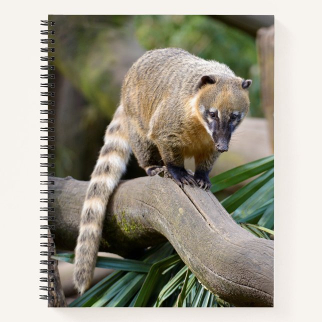 Carnet Coati à anneaux sur branche (Devant)