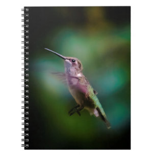 Carnet Colibri à gorge rubis - Photo originale