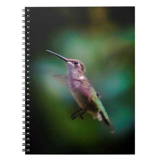 Carnet Colibri à gorge rubis - Photo originale (Devant)