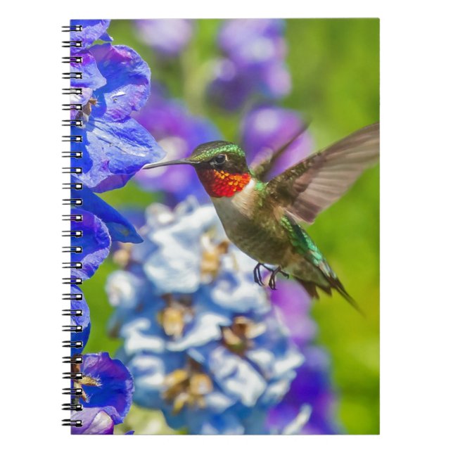 Carnet Colibri Et Delphinium (Devant)