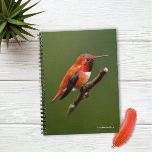 Carnet Colibri roux étonnant sur la branche cerise