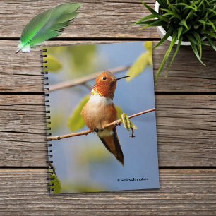 Carnet Colibri roux mâle au soleil d'été