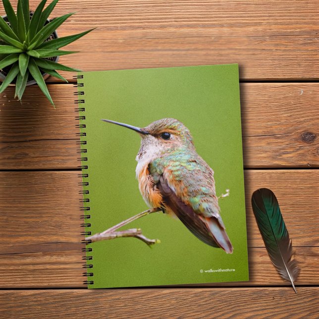 Carnet Colibri roux sur California Lilac (Rufous Hummingbird on the California Lilac Journal Cover Photo)