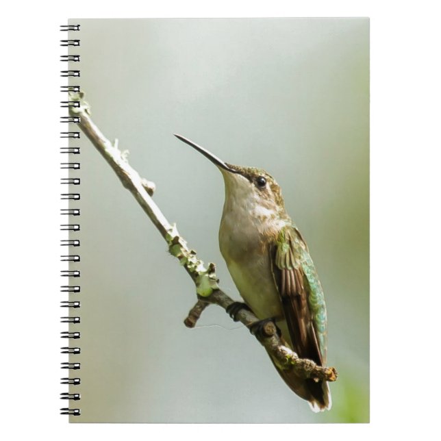 Carnet Colibri Rubis-throated femelle (Devant)