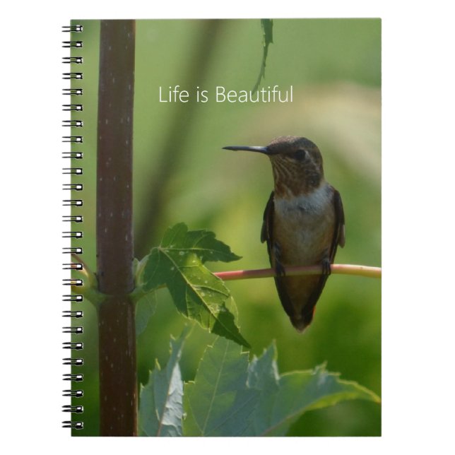 Carnet Colibri sur Branche (ma photographie) (Devant)