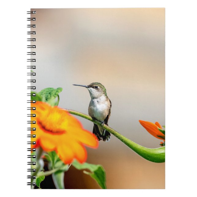 Carnet Colibri sur un plante à fleurs (Devant)