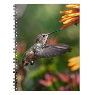 Carnet Colibri survolant avec des fleurs - Photo de la fa