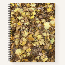 Collection Feuilles jaunes d'automne