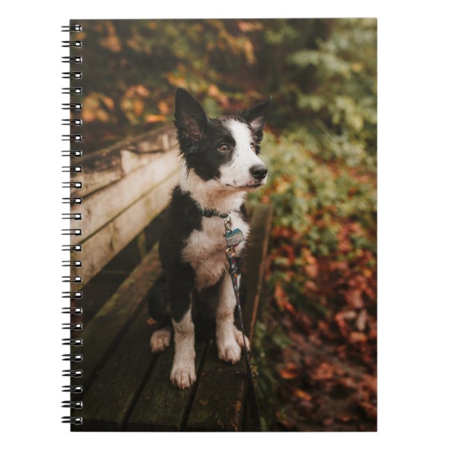 Carnet Collie frontalière noire et blanche sur le banc du (Devant)