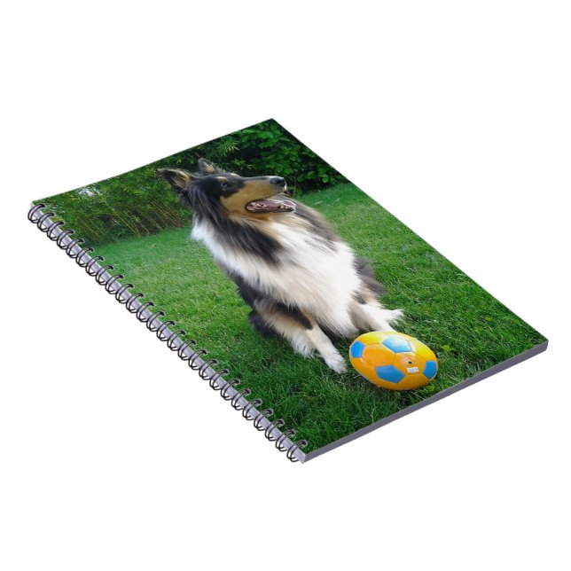 Carnet Collie Lassie tricolore (Côté Droit)