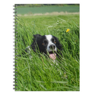 Carnet Collie noir et blanc en herbe