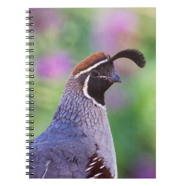 Carnet Colorful quail (Devant)
