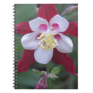 Carnet Columbine