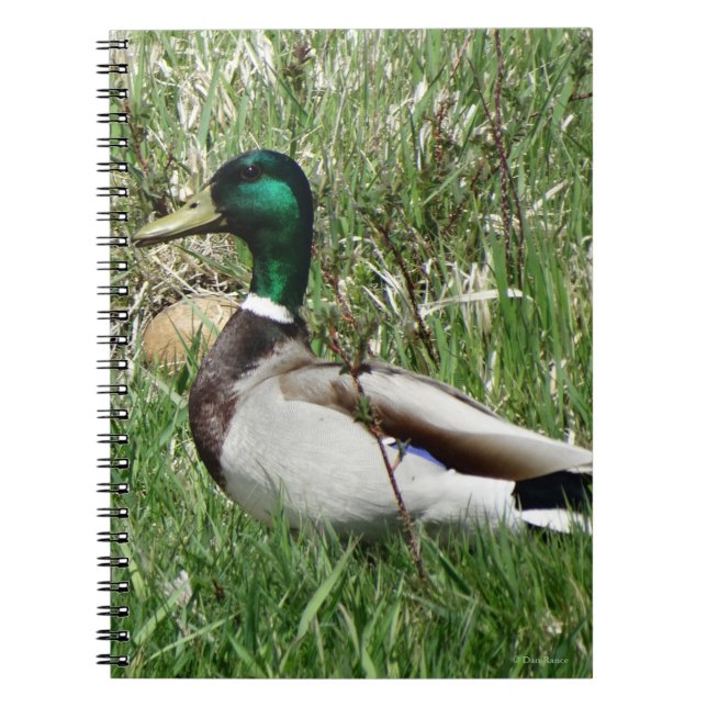 Carnet Colvert mâle B55 dans l'herbe (Devant)
