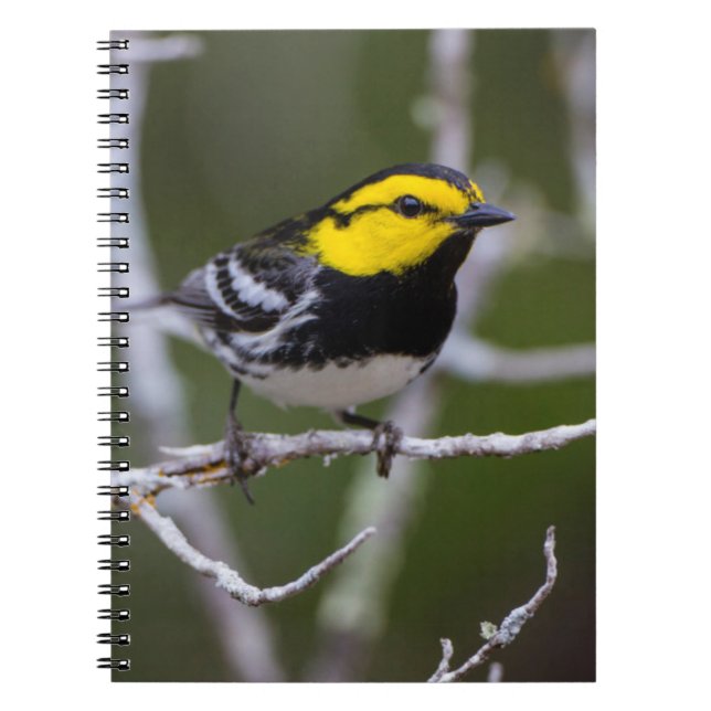 Carnet Comté de Kinney, Texas. Golden cheeked warbler (Devant)