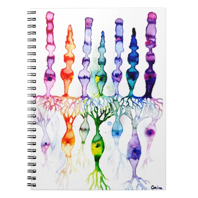 Carnet Cone cells rod cells and bipolar neurond of retina (Devant)