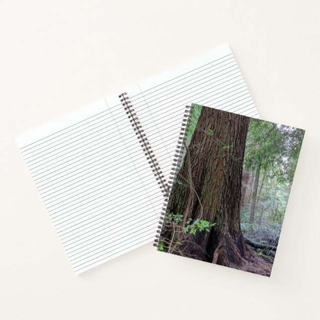Carnet Conifères géants dans une forêt (Intérieur)