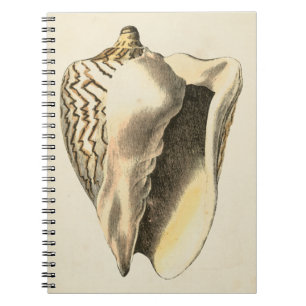 Carnet Conque vintage Shell de sépia