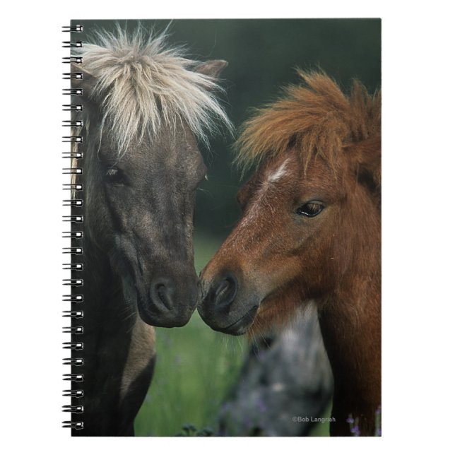 Carnet Contact miniature de chevaux (Devant)