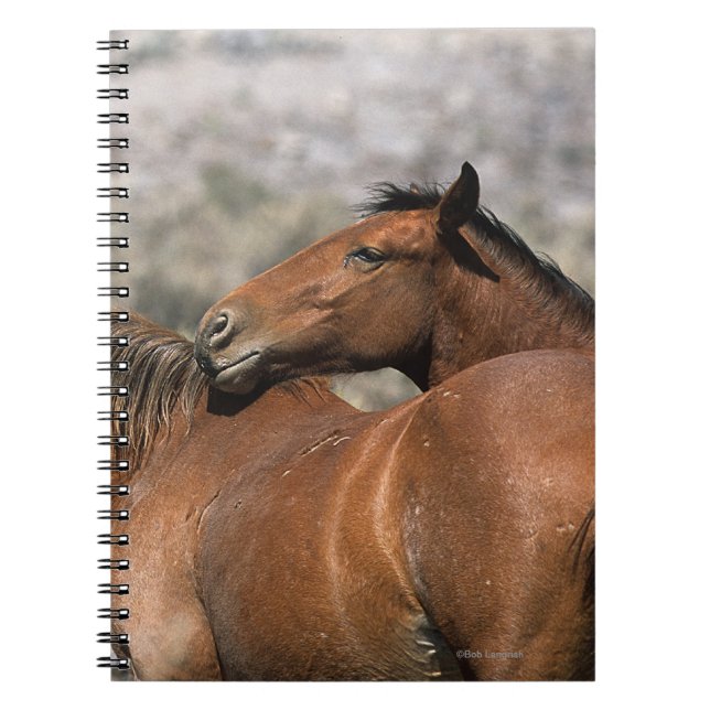 Carnet Contact sauvage de chevaux de mustang (Devant)