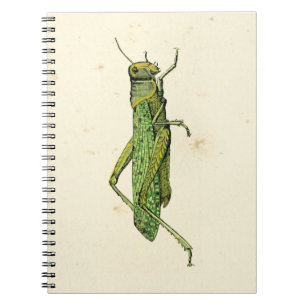 Carnet Copie encadrée de sauterelle verte