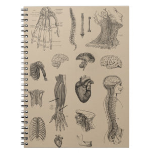 Carnet Copie vintage d'anatomie