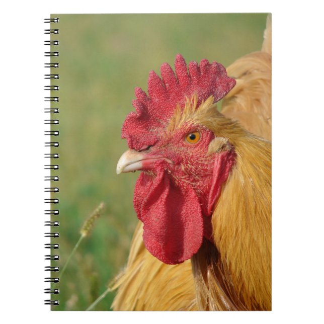 Carnet Coq Buff (Devant)