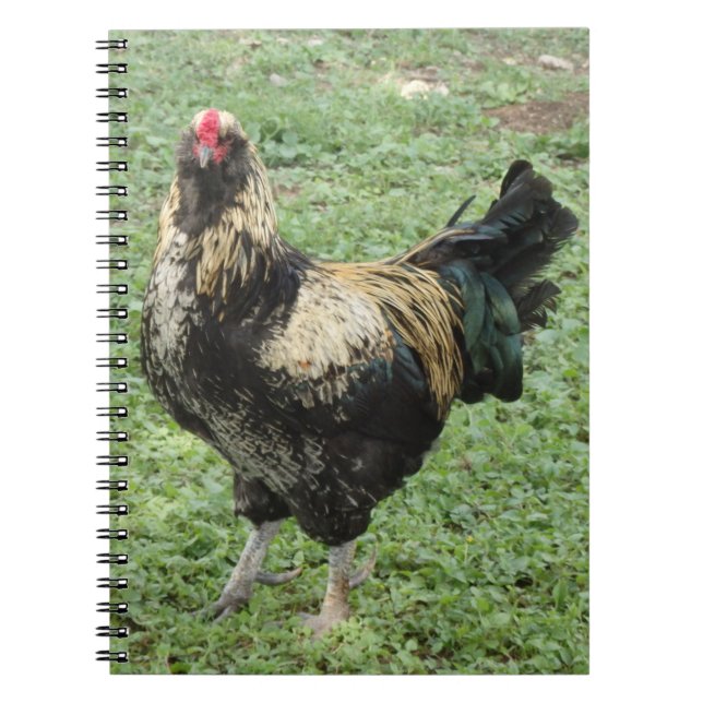 Carnet Coq d'Amérique noir et or (Devant)