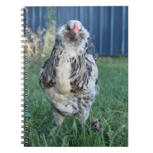 Carnet Coq de Pâques Egger