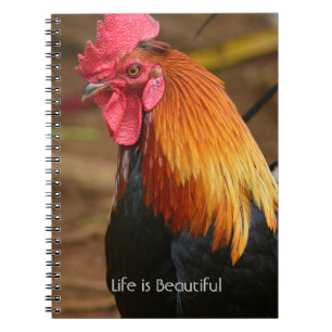 Carnet Coq Kauai (ma photographie)