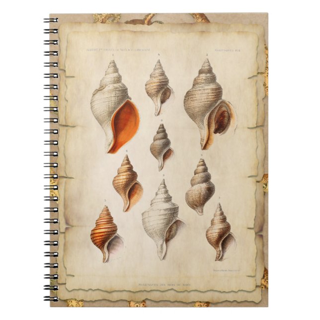 Carnet Coquillage des profondeurs (Devant)