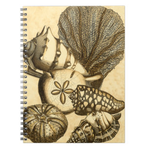 Carnet Coquilles neutres et collection de corail