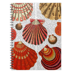 Carnet Coquilles rouges de palourde