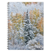 Couleurs d'automne des trembles et neige Keebler P