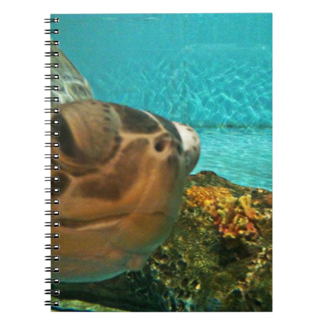 Carnet Coup d'oeil drôle de tortue de mer (Devant)