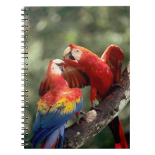 Carnet Couple d'Ara rouge