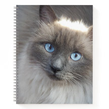 Couverture de journal-chat spirale non alignée