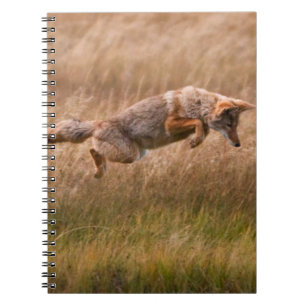 Carnet Coyote sautant - prés de gibbon