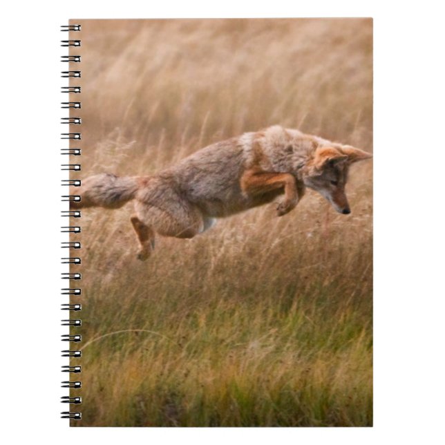 Carnet Coyote sautant - prés de gibbon (Devant)