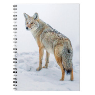 Carnet Coyote sur le qui-vive dans la neige