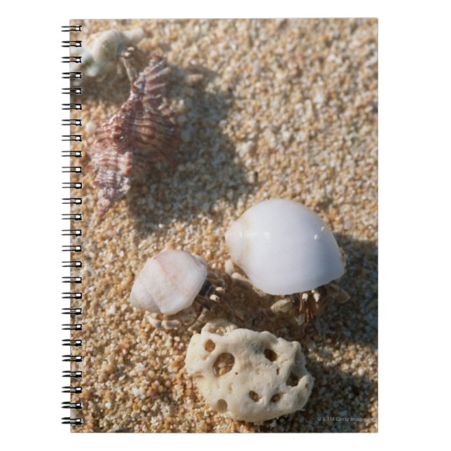 Carnet Crabe hermite (Devant)