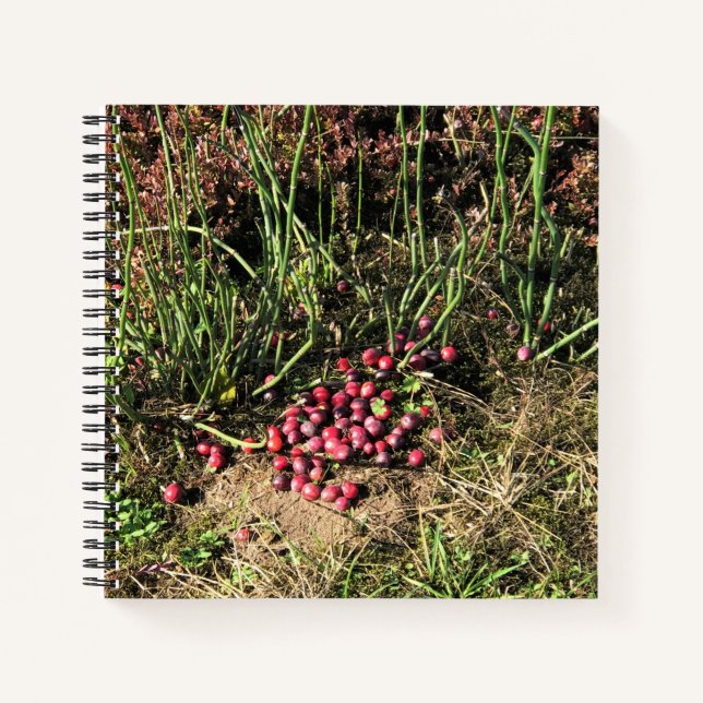 Carnet Cranberry Farm, Long Beach, Washington (Devant)