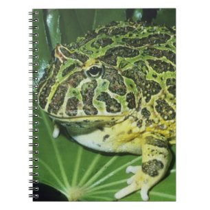 Carnet Crapaud Orné, (Ceratophrys ornata),