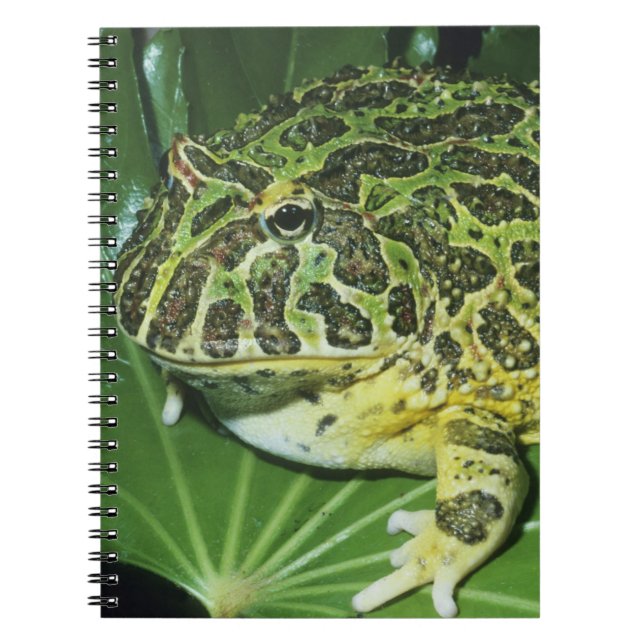 Carnet Crapaud Orné, (Ceratophrys ornata), (Devant)
