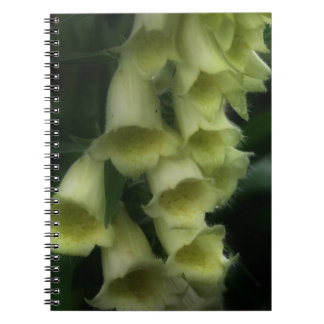 Carnet Creamy White Foxglove Flowers