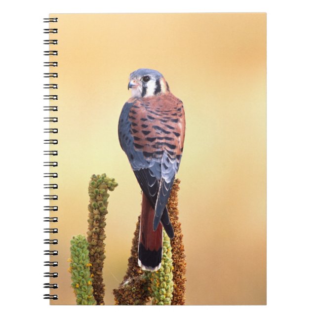 Carnet Crécerelle américaine, Falco sparverius, Originair (Devant)
