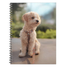 Créez Votre Propre Photo de Animal de Compagnie Pe